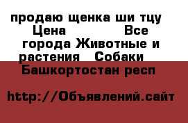 продаю щенка ши-тцу › Цена ­ 10 000 - Все города Животные и растения » Собаки   . Башкортостан респ.